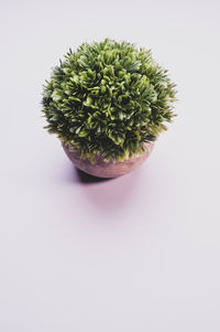 Close-up of succulent plant against white background