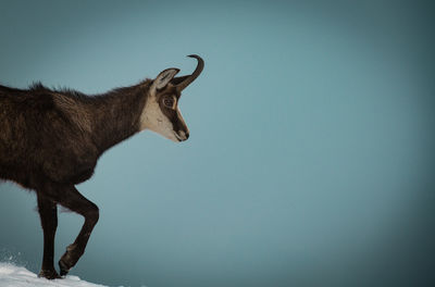 Low angle view of deer on snow