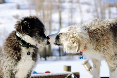 Close-up of dogs on snow