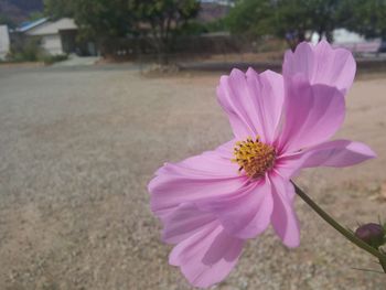 Close-up of pink flower