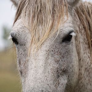 Close-up of a horse