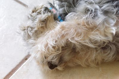 Close-up of dog