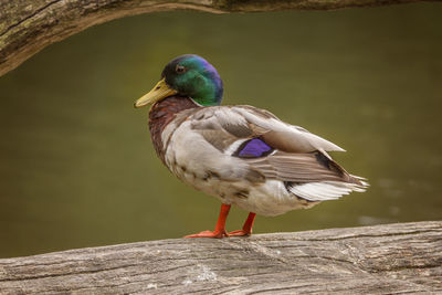 Close-up of mallard duck on wood by lake