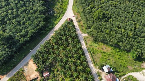 High angle view of road amidst trees