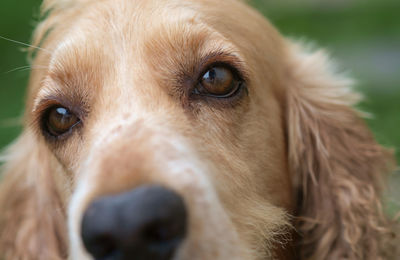 Close-up of cocker spaniel dog looking away