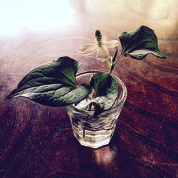 Close-up of flower vase on table