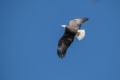 Low angle view of eagle flying in sky