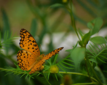 Close-up of butterfly pollinating flower