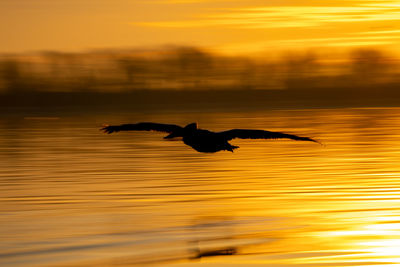 Bird flying over sea during sunset