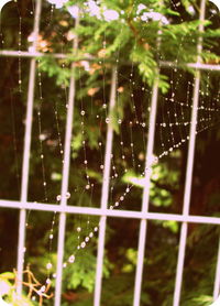 Close-up of wet spider web