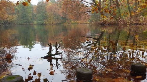 Scenic view of lake in forest during autumn