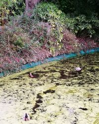 High angle view of birds by flowers