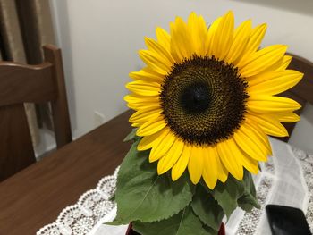 Close-up of sunflower