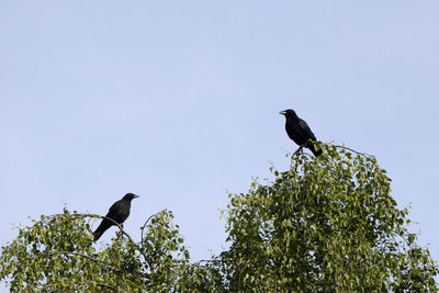 Low angle view of bird perching on tree against clear sky