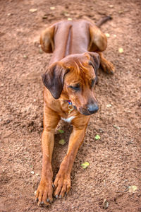 Portrait of dog standing on field