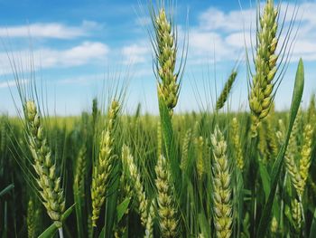 Close-up of wheat growing on field