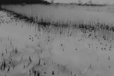 Close-up of plants in lake