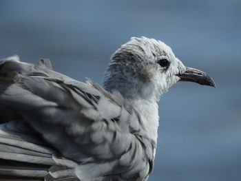 Close-up of seagull