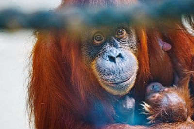 Close-up portrait of orangutan with infant sitting outdoors