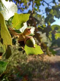 Close-up of green leaf on tree