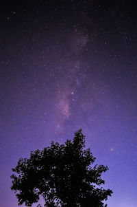 Low angle view of trees against sky at night