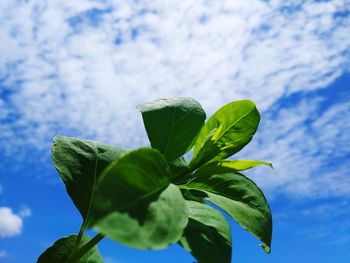 Low angle view of plant against sky