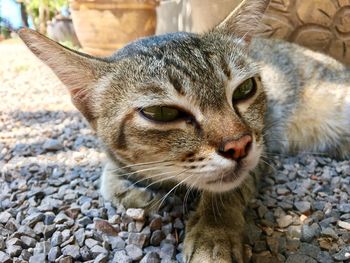 Close-up portrait of cat