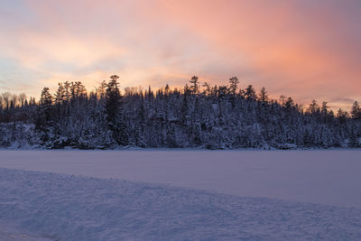 Pine trees on snow covered land against sky during sunset