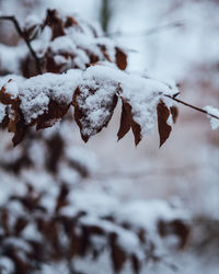 Close-up of snow covered leaves during winter