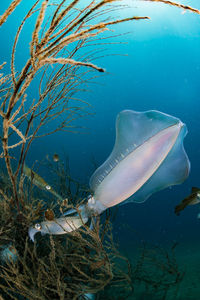 Spawning squid, wide angle