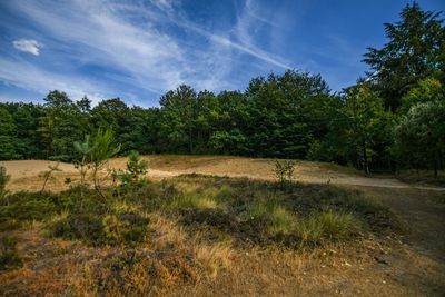 Scenic view of trees on field against sky