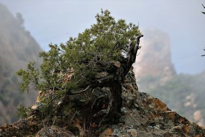 Low angle view of tree