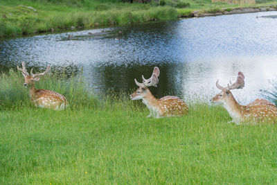 Flock of deer in grass