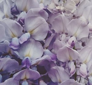 Full frame shot of flowers