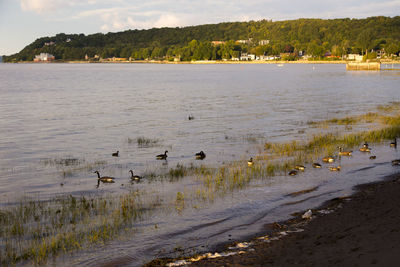 View of birds in lake