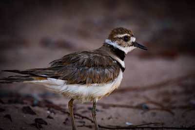 Close-up of bird perching on a land