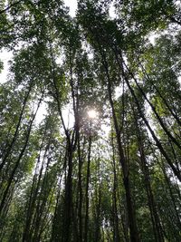 Low angle view of trees against sky