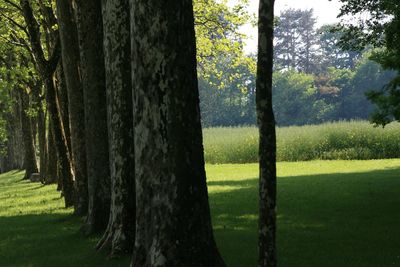Trees growing in field