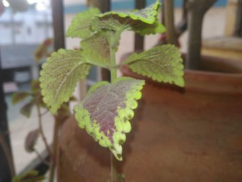 Close-up of fresh green plant