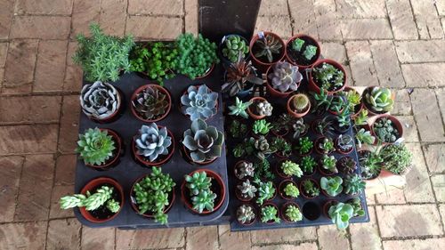 High angle view of potted plants on table