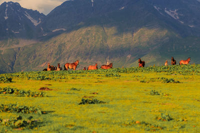 Wild brown horses on the green meadow with mountains in the background out of focus