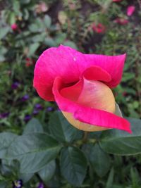 Close-up of pink flower blooming outdoors