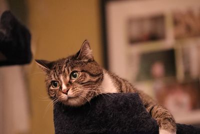 Close-up portrait of cat sitting