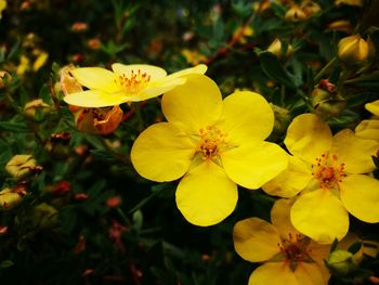 Close-up of yellow flower