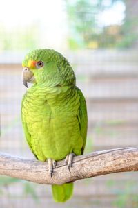 Close-up of hybrid parrot perching on branch