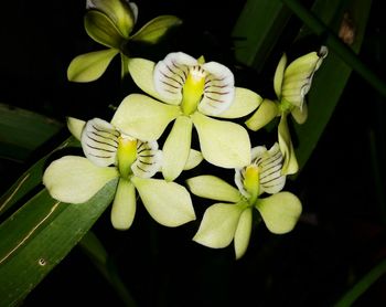 Close-up of white flowers blooming outdoors