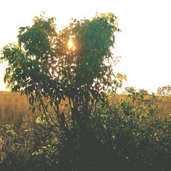 Sun shining through trees