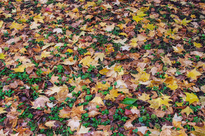 High angle view of maple leaves on road