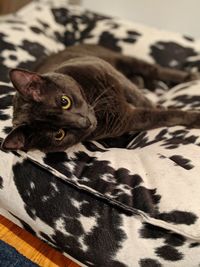 Portrait of a cat lying on bed