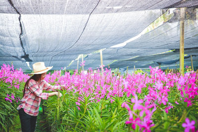 Purple flowering plants in greenhouse